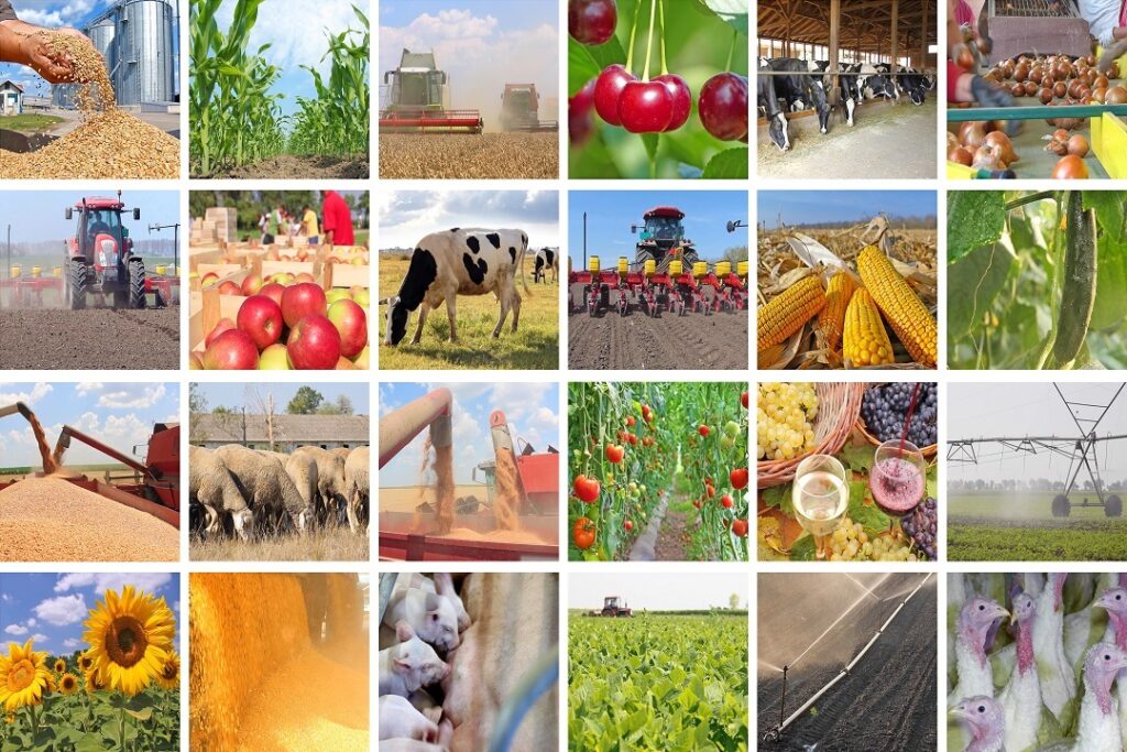 agricoltura collage 1 agricoltura collage 1