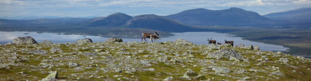 f Marlene THIBAULT Sweden raindeer f Marlene THIBAULT Sweden raindeer