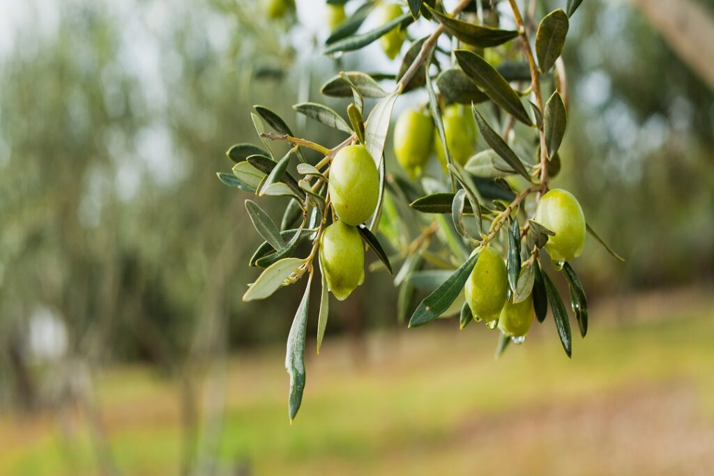 olive verdi olive verdi