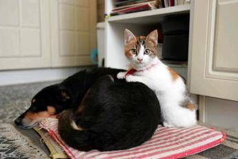 Botti e fuochi dartificio come proteggere cani e gatti da stress e rischi