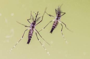Estate anche in viaggio le zanzare fanno paura boom richieste su West Nile e Dengue