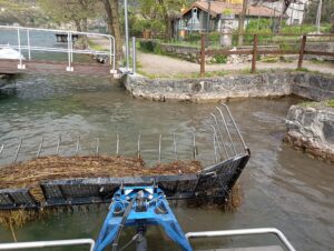 alghe endine 1
