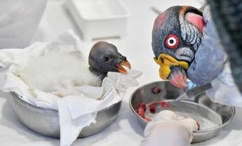 E nato un avvoltoio Papa al Bioparco di Roma e la prima volta