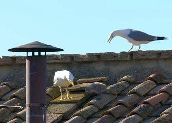 Fumata bianca e nuovo Papa i gabbiani portafortuna