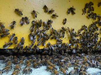 Giornata mondiale delle api Wwf Oltre il 40 degli impollinatori rischia lestinzione