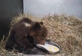 Orsetta marsicana salvata nel Parco nazionale comincia a mangiare da sola Video