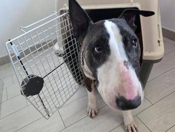 Reati contro gli animali ecco la nuova legge in 15 articoli Reati contro gli animali ecco la nuova legge in 15 articoli
