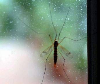 Da Dengue a West Nile incombe minaccia zanzare appello igienisti ai Comuni