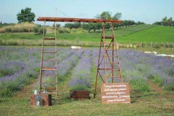 Roma profuma di lavanda torna la terza edizione della Festa al Lavandeto