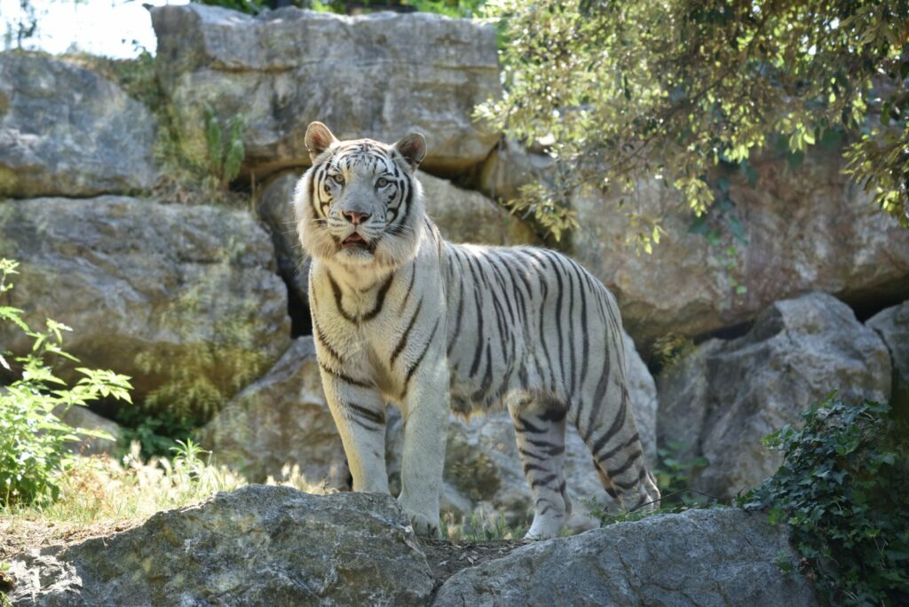 02. tigre