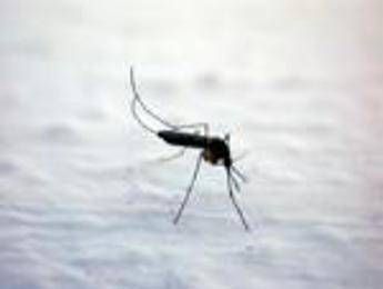 Dengue Chikungunya West Nile le differenze tra infezioni da zanzara