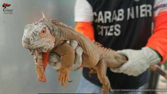 Iguana di origine sospetta in casa confisca e multa da 40mla euro Iguana di origine sospetta in casa confisca e multa da 40mla euro
