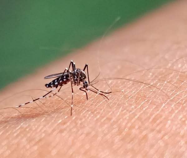 Scatta lallarme Chikungunya a Concesio disinfestazioni straordinarie allalba