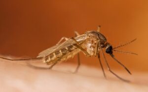 West Nile 1