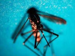 West Nile in Italia 89 casi da inizio anno 57 in piu in 1 settimana