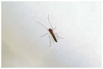West Nile saliti a 9 i morti in Italia. Bassetti Non intasare i pronto soccorso West Nile saliti a 9 i morti in Italia. Bassetti Non intasare i pronto soccorso