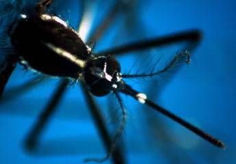 Zanzara e lanimale piu pericoloso del mondo ecco perche Zanzara e lanimale piu pericoloso del mondo ecco perche