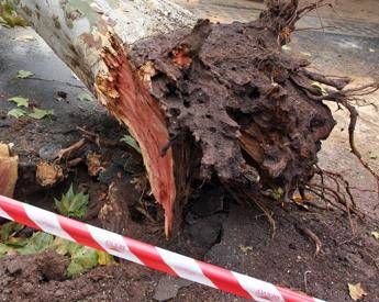 Albero cade su auto nel Materano morto un ragazzo Albero cade su auto nel Materano morto un ragazzo