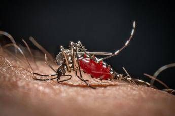 Chikungunya primo caso autoctono in Veneto contagiata 64enne
