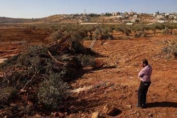 Cisgiordania bulldozer israeliani sradicano centinaia di olivi Cisgiordania bulldozer israeliani sradicano centinaia di olivi