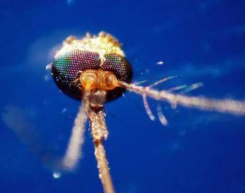 Dalla Dengue al West Nile quale zanzara le trasmette come riconoscerle Dalla Dengue al West Nile quale zanzara le trasmette come riconoscerle