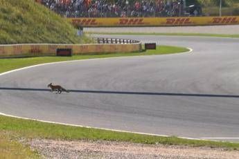 Formula 1 invasione di campo in Olanda. Leclerc Ce una volpe in pista Formula 1 invasione di campo in Olanda. Leclerc Ce una volpe in pista