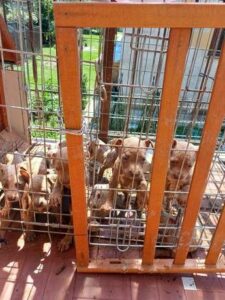 In gabbia sotto il sole a Lecco salvati 10 cuccioli di pitbull amstaff