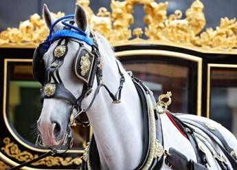 In pensione Tyrone il cavallo piu amato dalla regina Elisabetta In pensione Tyrone il cavallo piu amato dalla regina Elisabetta
