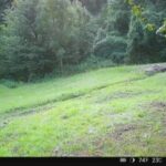Orso fototrappola