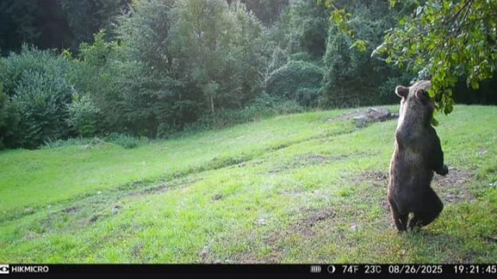 Orso fototrappola
