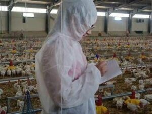 Pollo allevato sano e senza antibiotici primi risultati sperimentazione italiana In Ovo