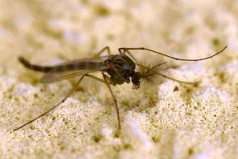 West Nile Rezza In Campania tasso letalita elevato possibile sottostima dei casi