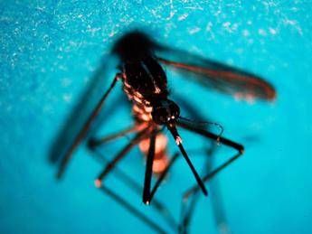 West Nile altri due morti nel Lazio e 8 nuovi casi West Nile altri due morti nel Lazio e 8 nuovi casi