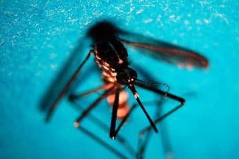 West Nile primo caso autoctono in Toscana febbre malessere ed eruzione cutanea