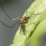 zanzara west nile