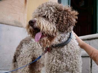 Bolzano dal 2026 i cani potrebbero pagare una tassa annuale e una di soggiorno Bolzano dal 2026 i cani potrebbero pagare una tassa annuale e una di soggiorno