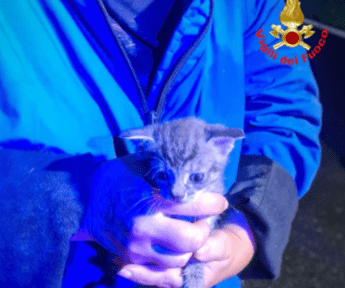 Chiuso in un sacchetto e gettato in una campana del vetro salvato gattino di 20 giorni