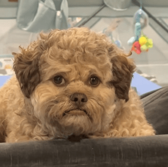 Il cane con la faccia umana Max e virale sui social Somiglia a mio nipote Il cane con la faccia umana Max e virale sui social Somiglia a mio nipote
