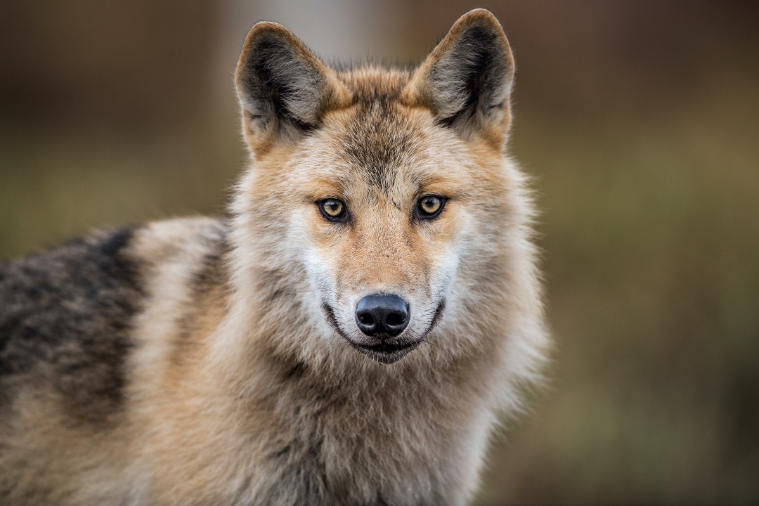 lupo