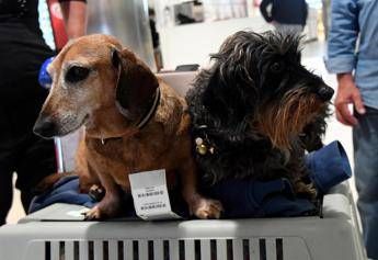 Cani nella stiva dellaereo Per la Corte Ue sono come bagagli la sentenza Cani nella stiva dellaereo Per la Corte Ue sono come bagagli la sentenza