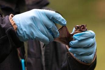 Coronavirus pipistrelli e suini lo studio sui rischi negli allevamenti del Nord Italia Coronavirus pipistrelli e suini lo studio sui rischi negli allevamenti del Nord Italia