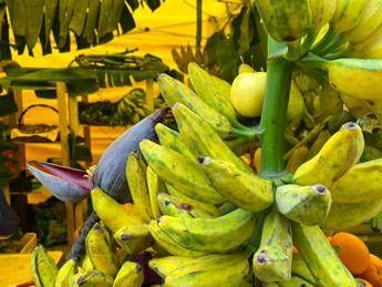 Da banana a mango made in Italy aumenta produzione frutta esotica