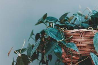 Mangia umidita anti fumo o per respirare meglio ecco le piante da tenere in casa Mangia umidita anti fumo o per respirare meglio ecco le piante da tenere in casa
