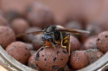 Sciame di calabroni attacca 30 persone nel Torinese paura al parco della Mandria