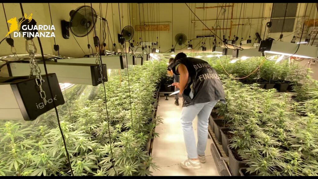 Scoperta maxi piantagione di cannabis tre arresti tra Brescia e Verona