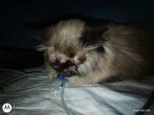 Atto di crudelta a Breno gatto ferito da una fucilata il padrone denuncia laccaduto sui social