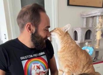 Come accarezzare i gatti ecco la ricetta infallibile per farsi amare
