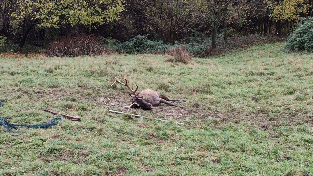 Luzzana cervo adulto rimasto intrappolato in una recinzione salvato grazie allintervento congiunto di Polizia provinciale e ATS