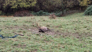 Luzzana cervo adulto rimasto intrappolato in una recinzione salvato grazie allintervento congiunto di Polizia provinciale e ATS