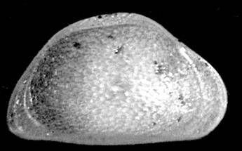 Scoperta in Italia una nuova specie di ostracode Scoperta in Italia una nuova specie di ostracode